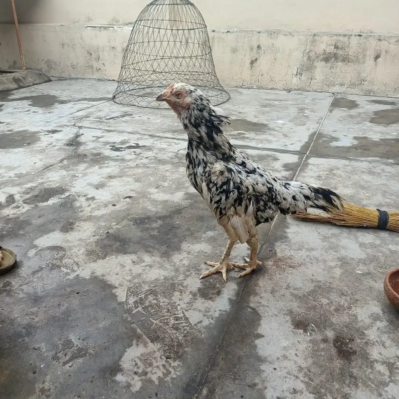 3 fresh kruk hen urgent for sale bacho ki 110% granty — photo 5