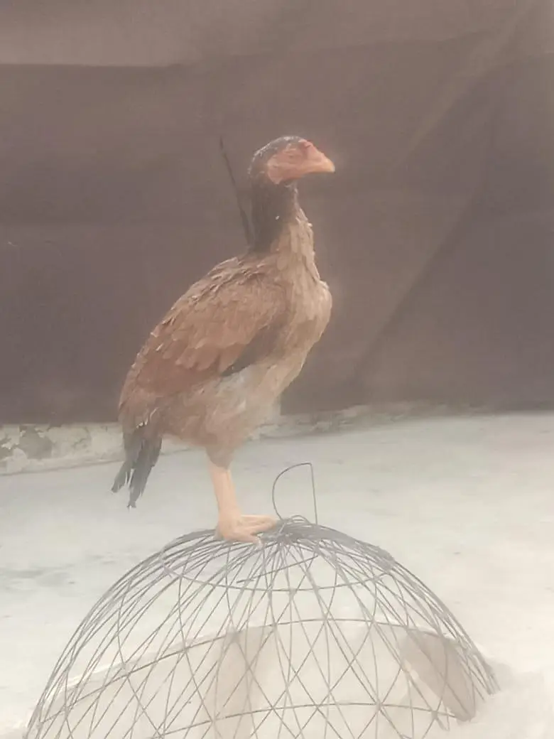 3 fresh kruk hen urgent for sale bacho ki 110% granty — photo 6