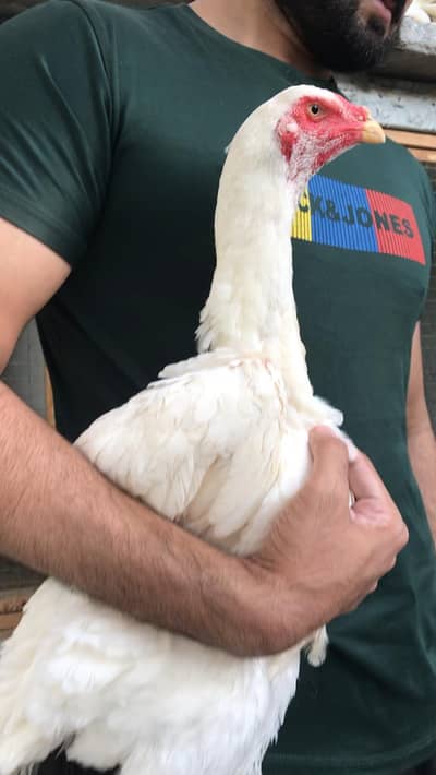 High quality king size shamo female and shomo chicks