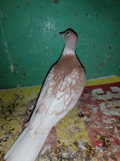 Dove female for sale