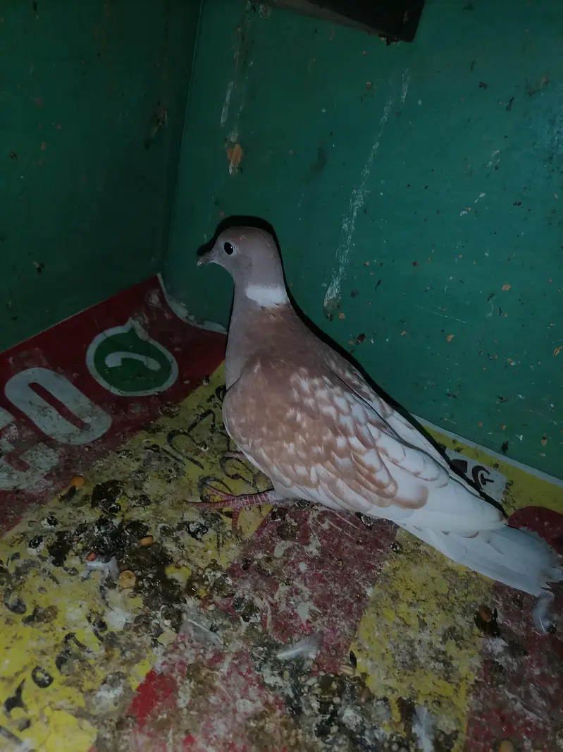 Dove female for sale — photo 2