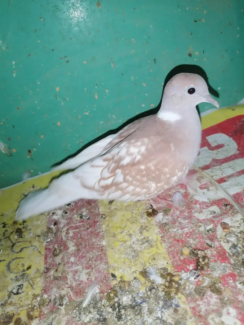 Dove female for sale — photo 3
