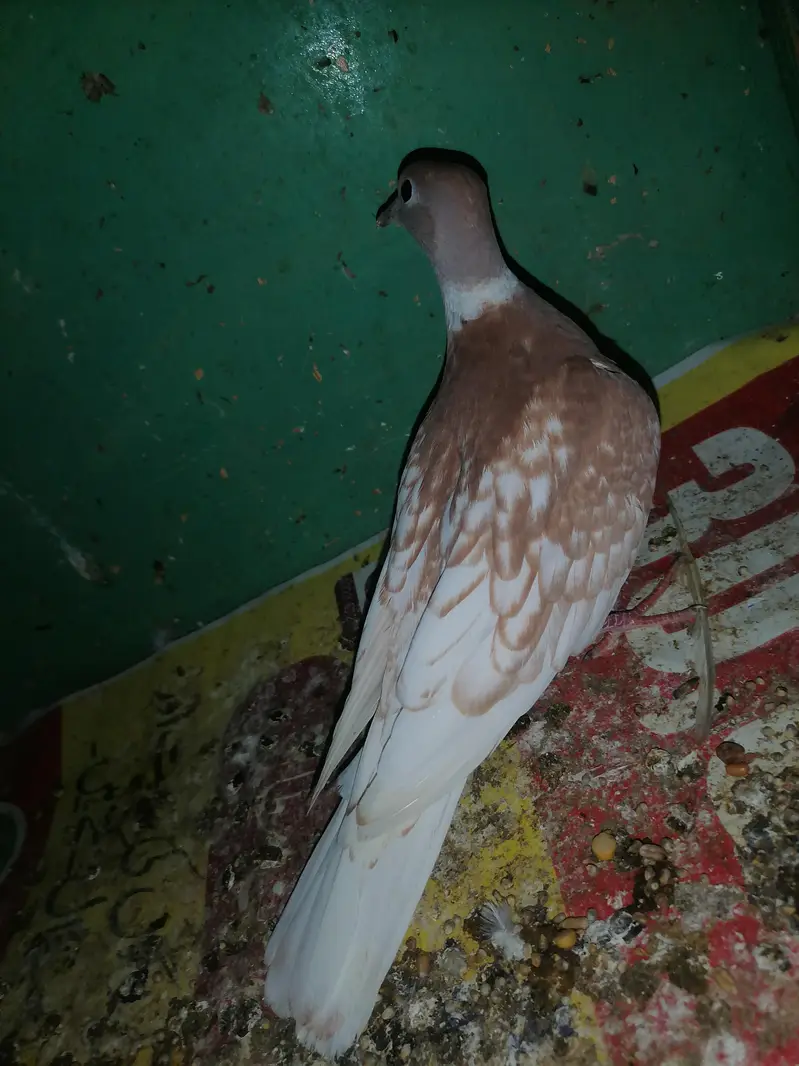 Dove female for sale — photo 4