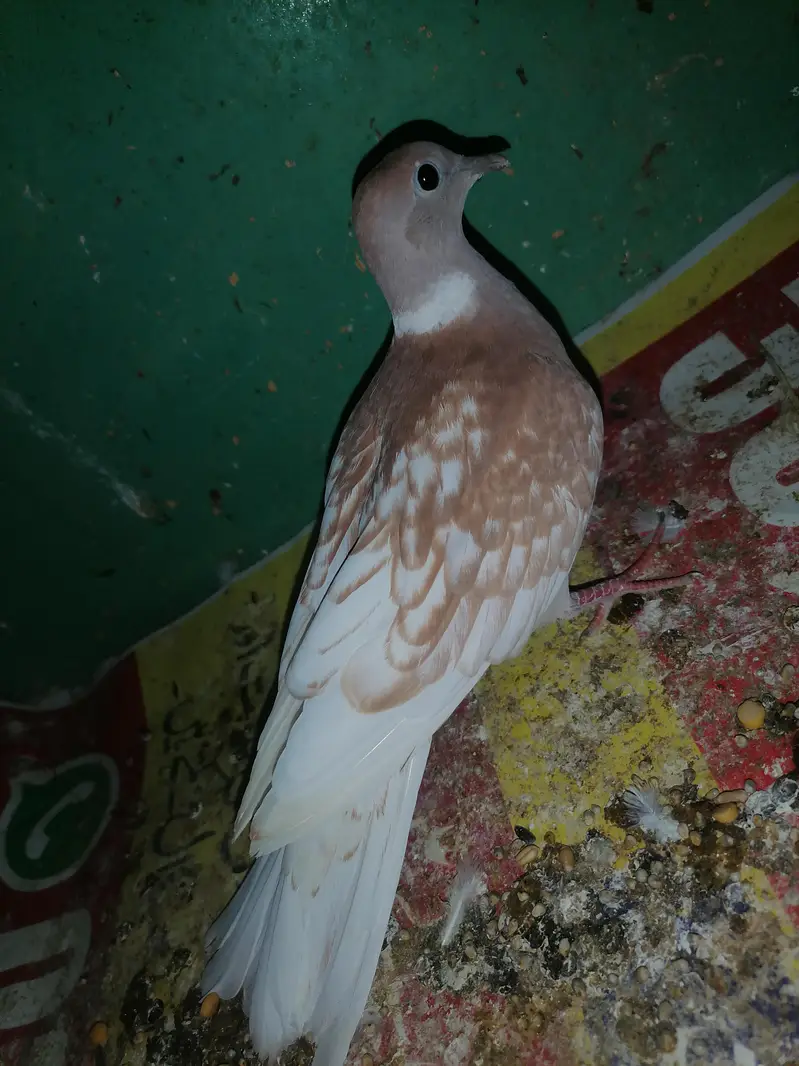 Dove female for sale — photo 5