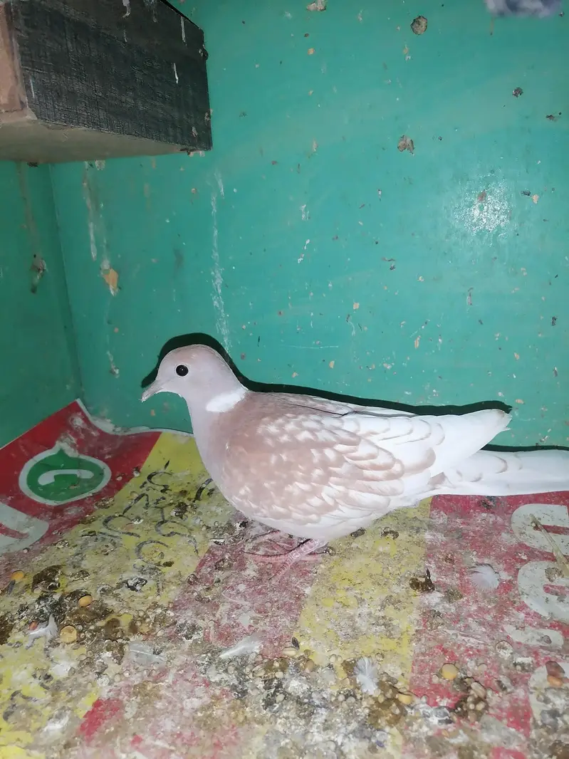 Dove female for sale — photo 6