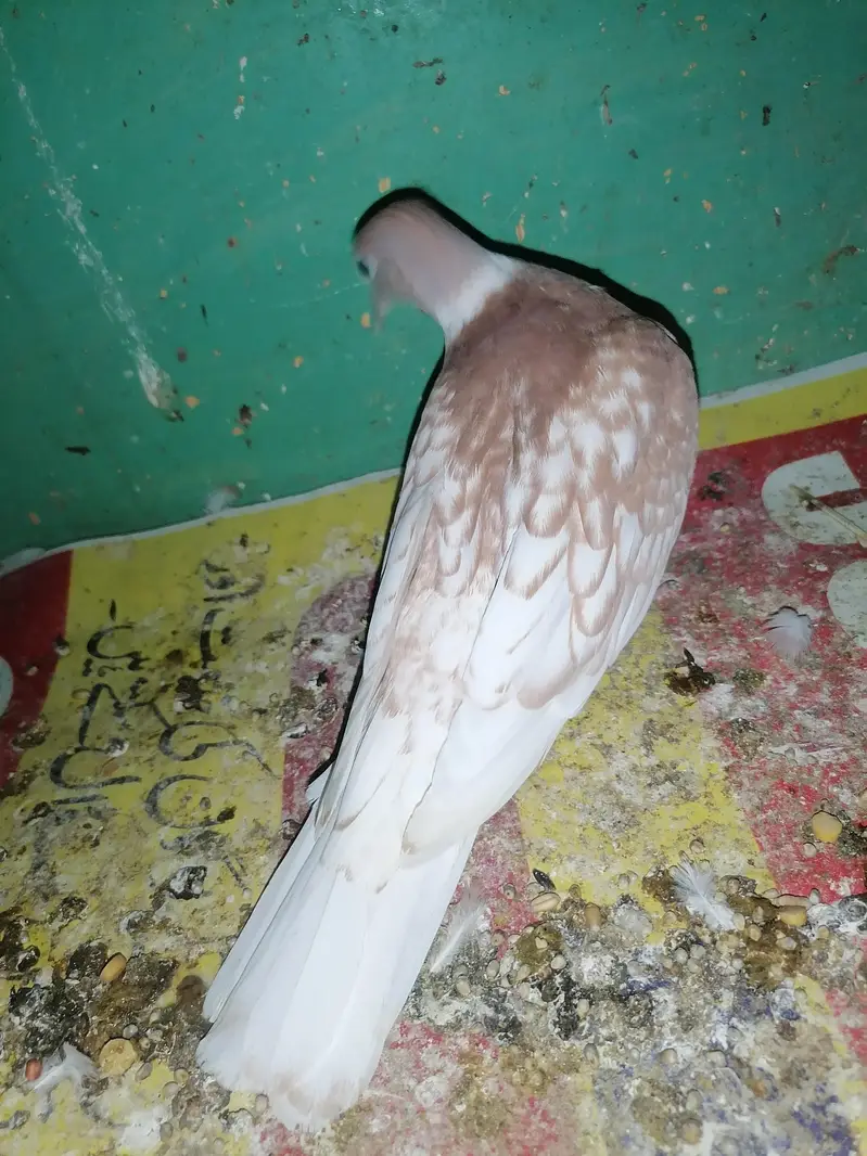 Dove female for sale — photo 7