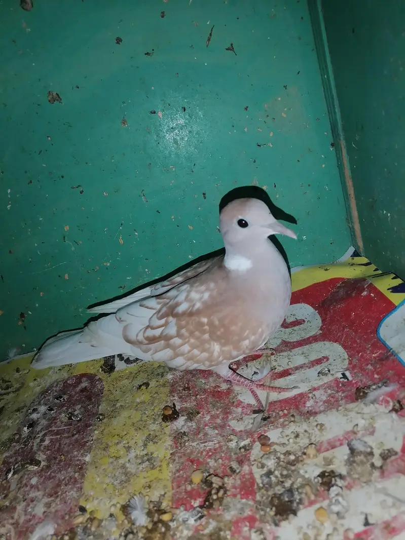 Dove female for sale — photo 8