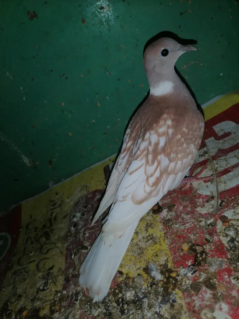 Dove female for sale — photo 9