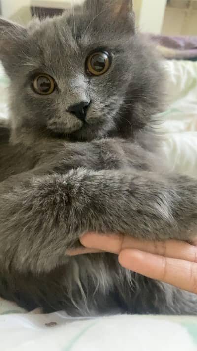 black Persian male cat