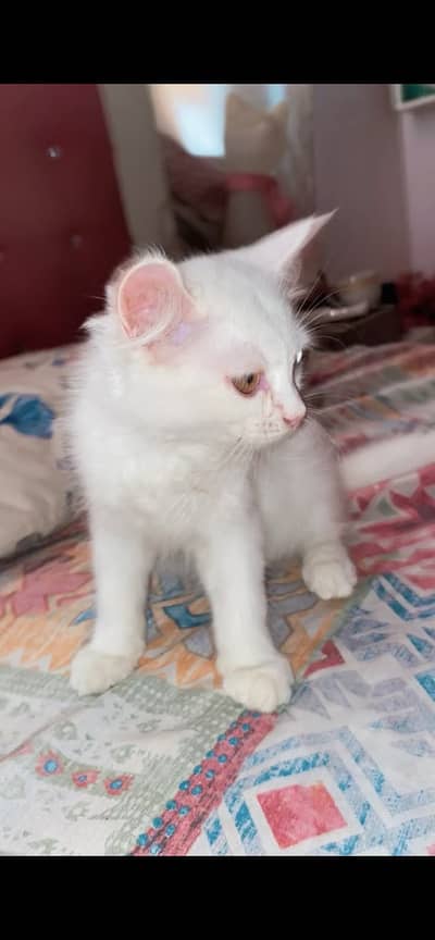 Pure White Persian Kitten - Female, Playful & Healthy