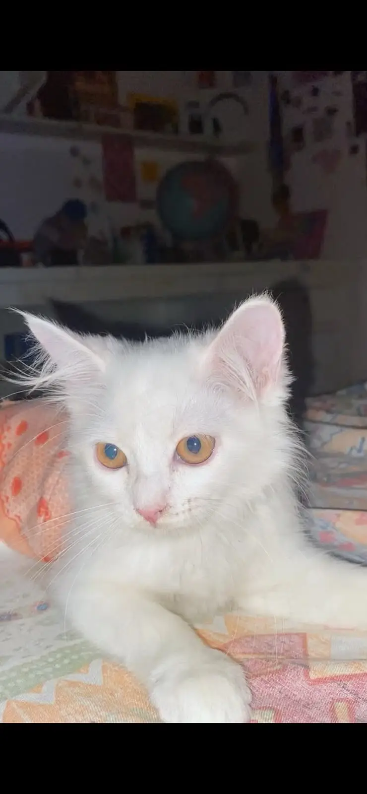 Pure White Persian Kitten - Female, Playful & Healthy — photo 2
