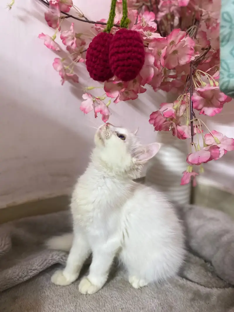Pure White Persian Kitten - Female, Playful & Healthy — photo 3