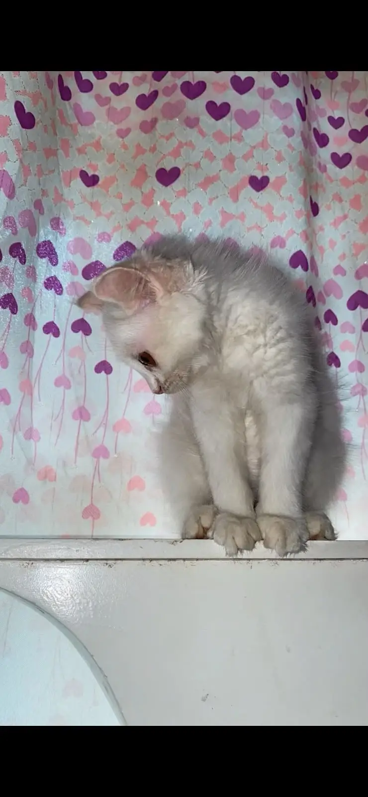 Pure White Persian Kitten - Female, Playful & Healthy — photo 4