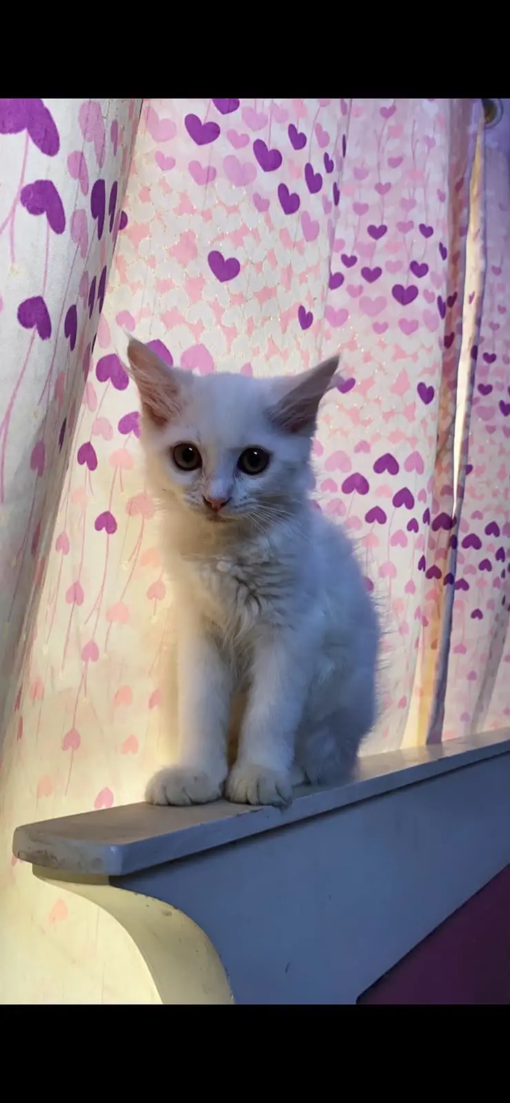 Pure White Persian Kitten - Female, Playful & Healthy — photo 5