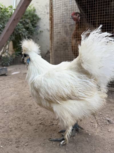 White Silkie females