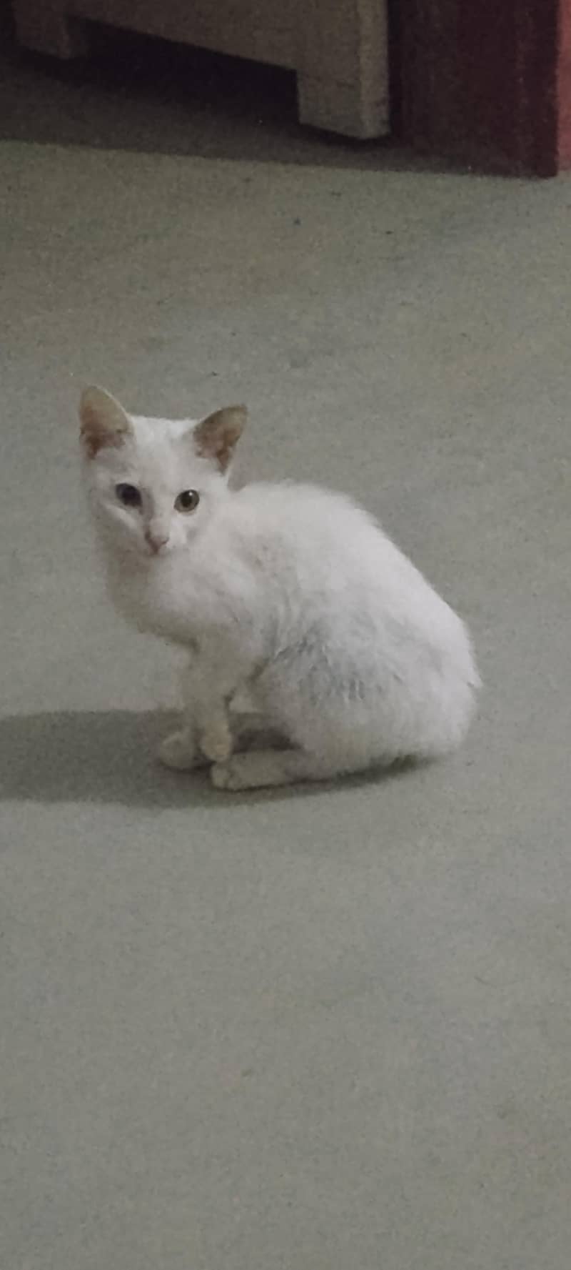 cattt 0
