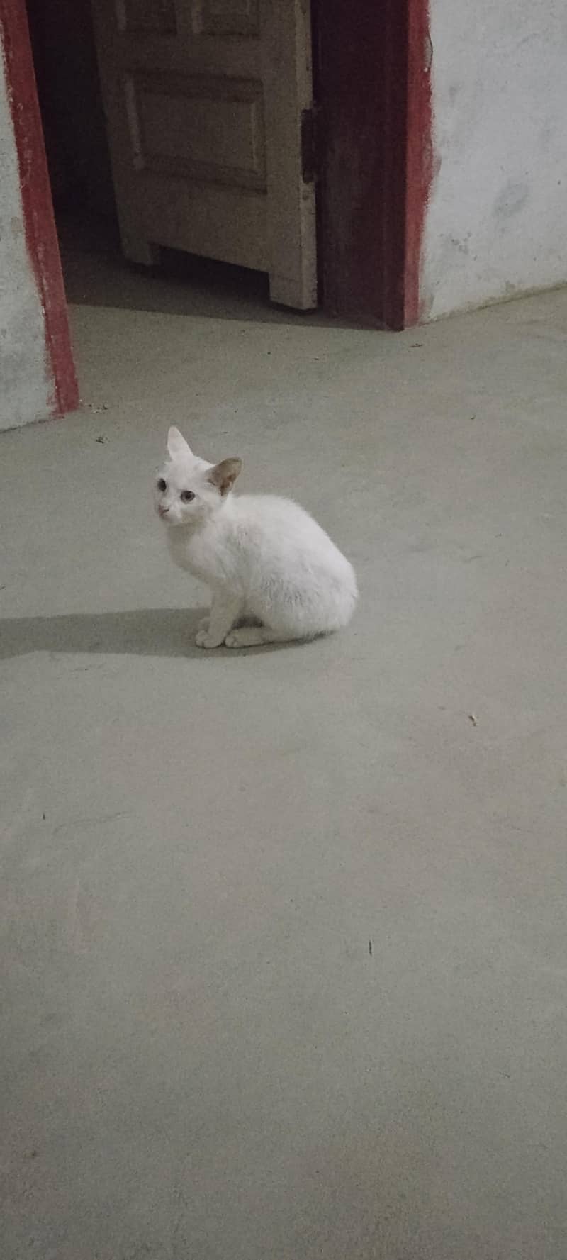 cattt 1