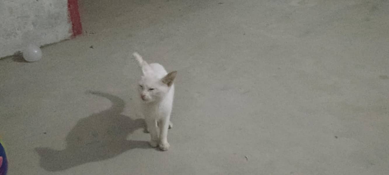 cattt 2