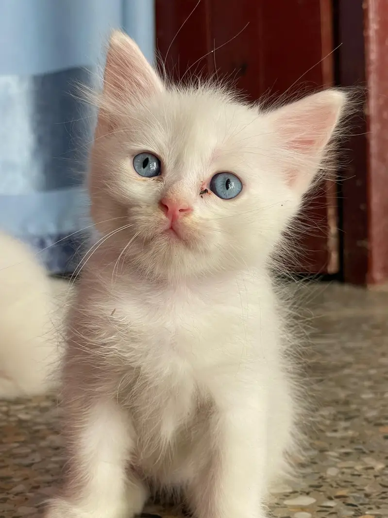 Persian white kittens with blue eyes pair — photo 2