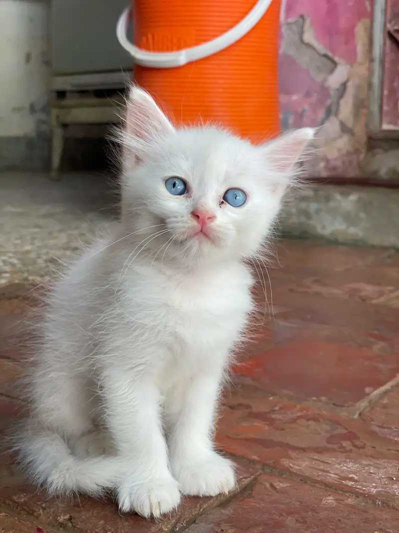 Persian white kittens with blue eyes pair — photo 3