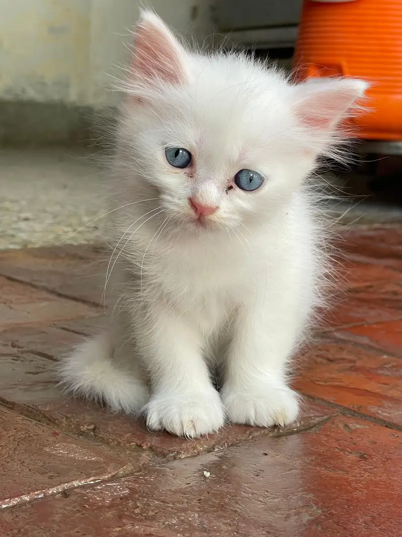 Persian white kittens with blue eyes pair — photo 5
