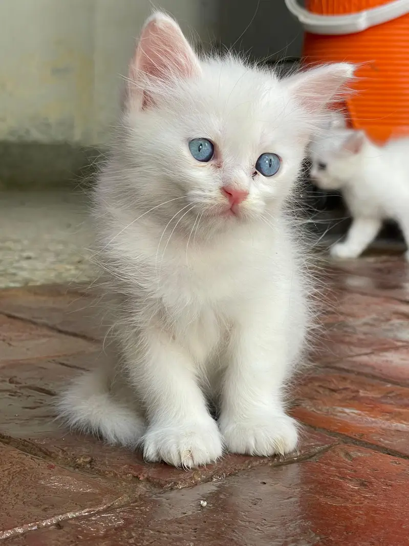 Persian white kittens with blue eyes pair — photo 6