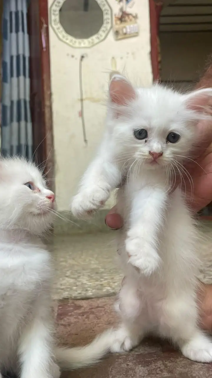 Persian white kittens with blue eyes pair — photo 7