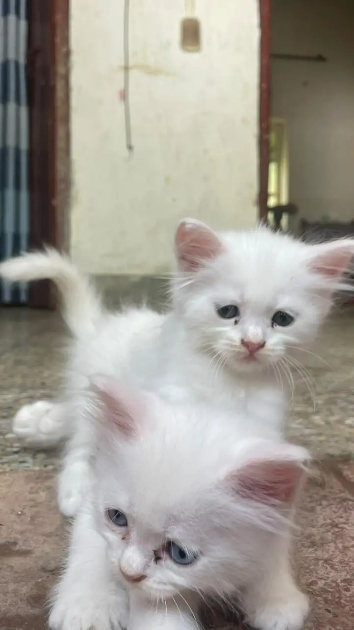 Persian white kittens with blue eyes pair — photo 8