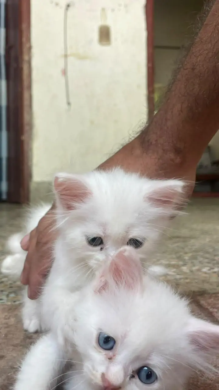 Persian white kittens with blue eyes pair — photo 9