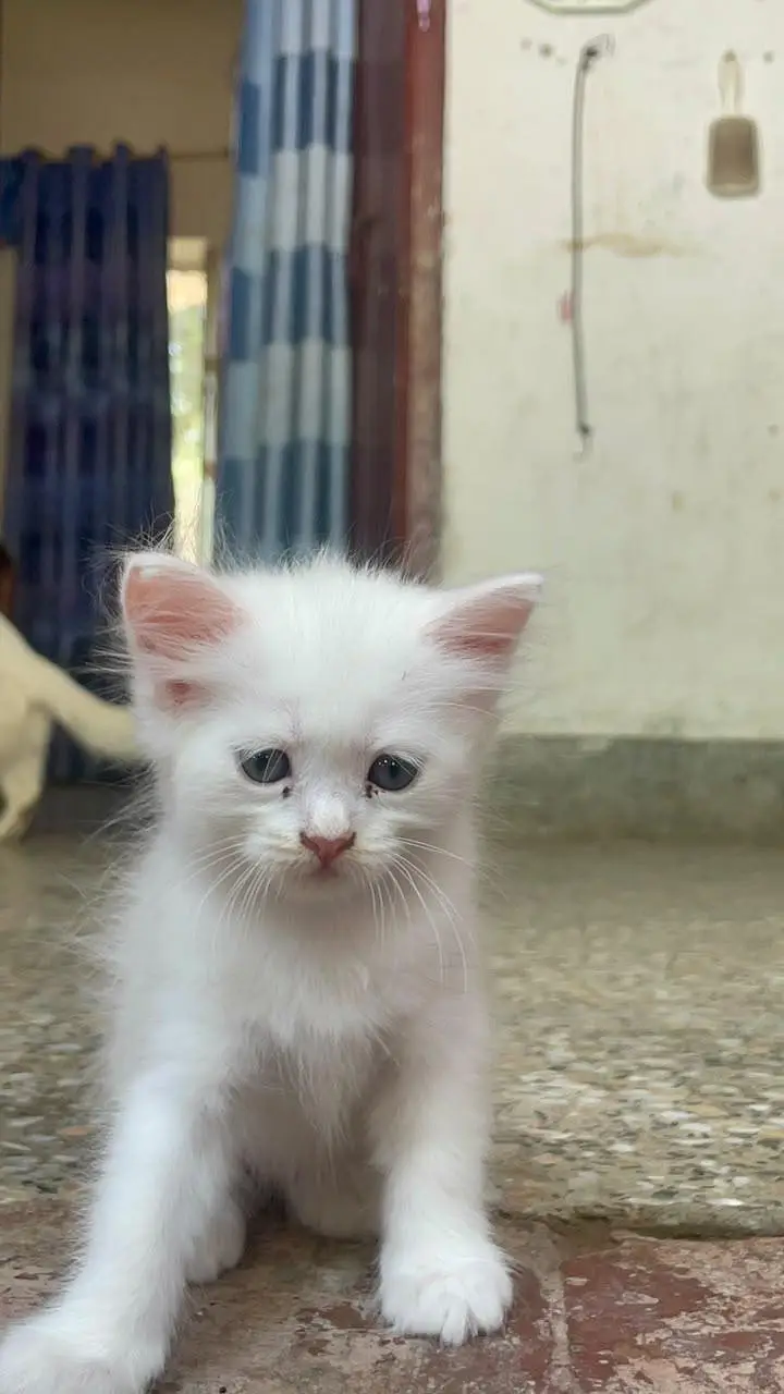 Persian white kittens with blue eyes pair — photo 10