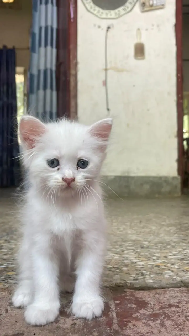 Persian white kittens with blue eyes pair — photo 11
