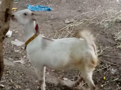 gabban bakri