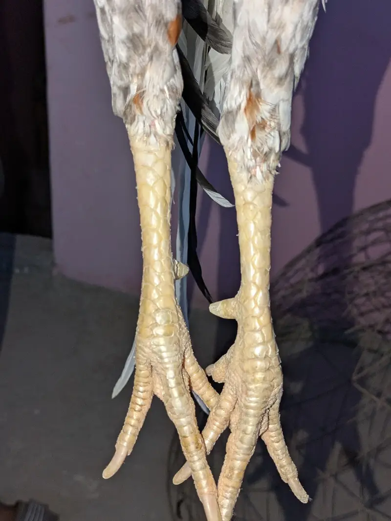 henss — photo 5