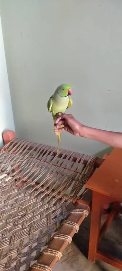 Green parrot Male