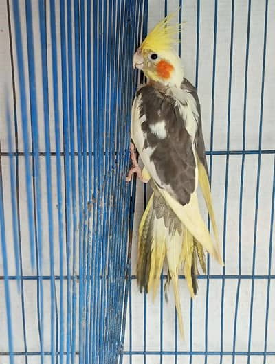 assalamualaikum my parrot very beautiful and me your parrot sell