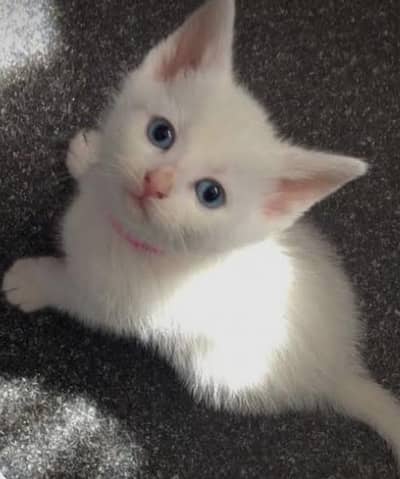 1.5  Month Old Persian Kitten for Sale (4 available)