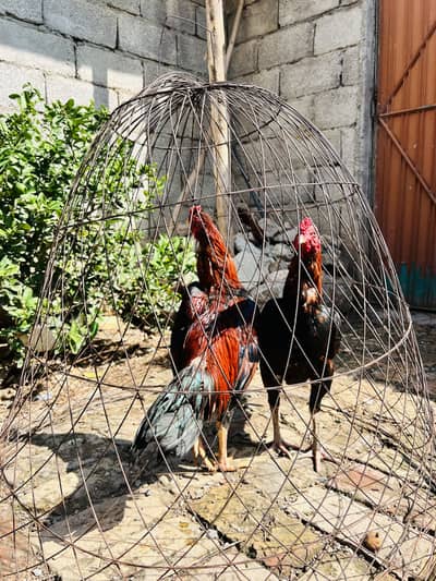 2 aseel for sale brothers
