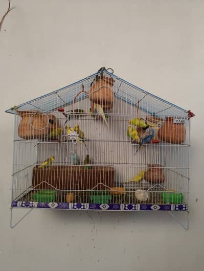 parot
