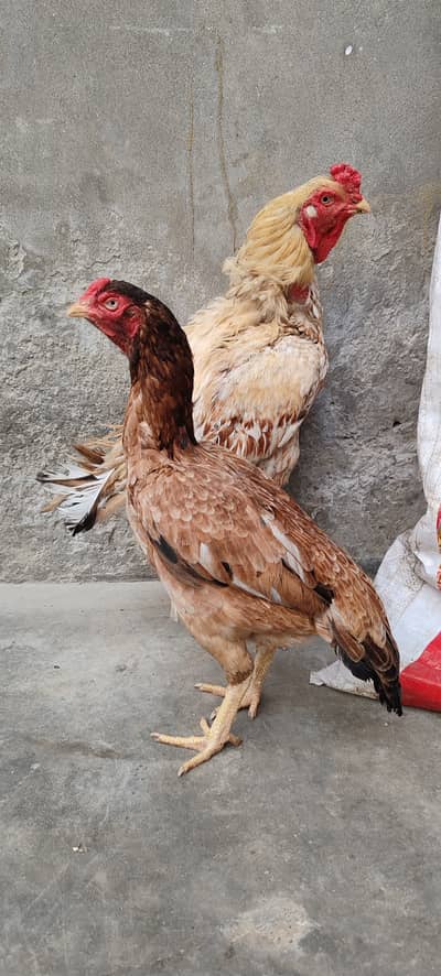 Aseel birds for sale