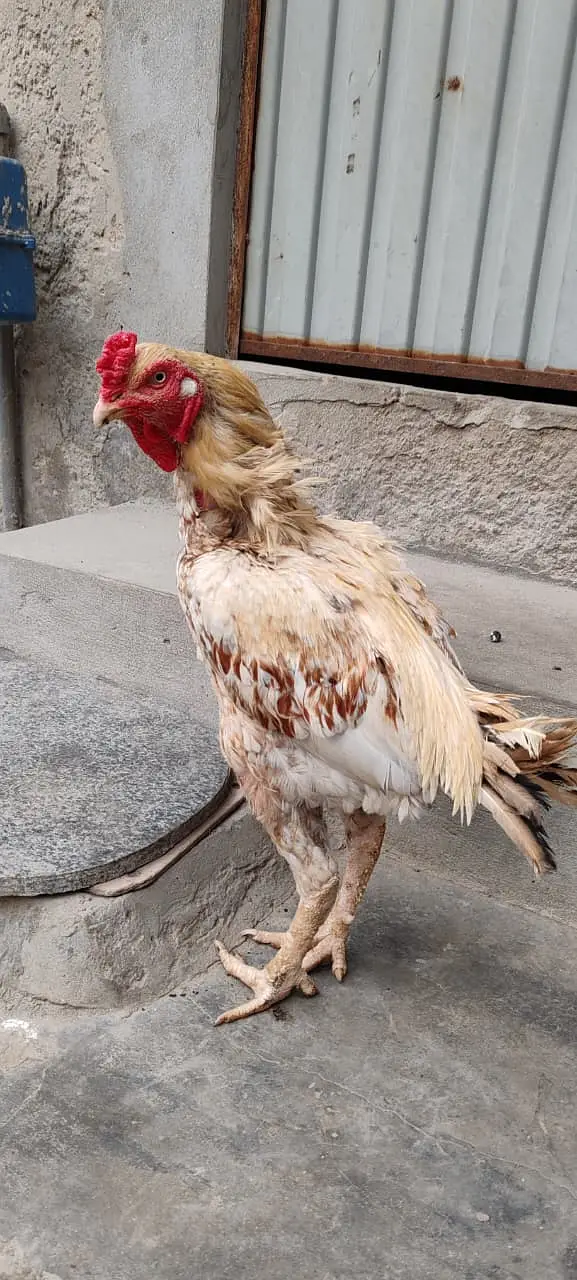 Aseel birds for sale — photo 2