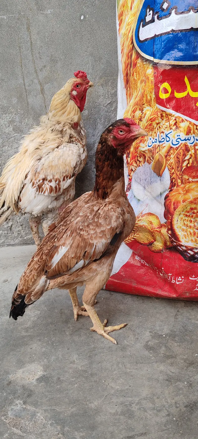 Aseel birds for sale — photo 3