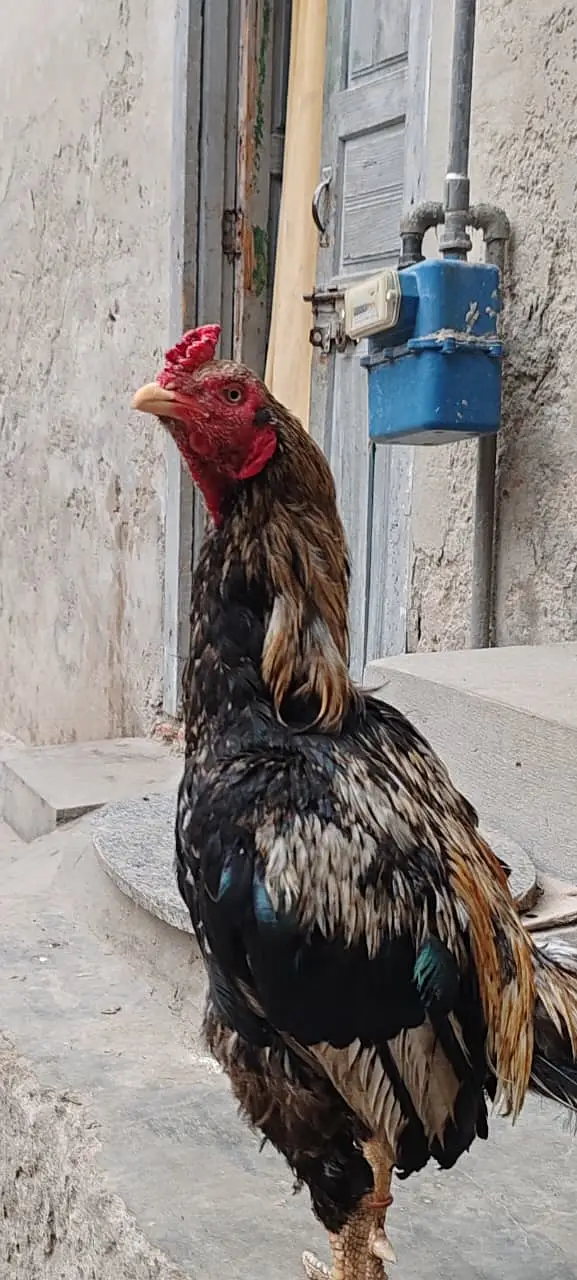 Aseel birds for sale — photo 4