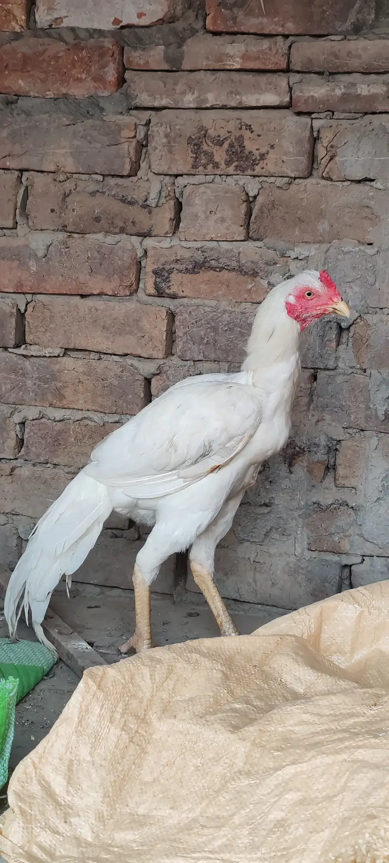 Aseel birds for sale — photo 5