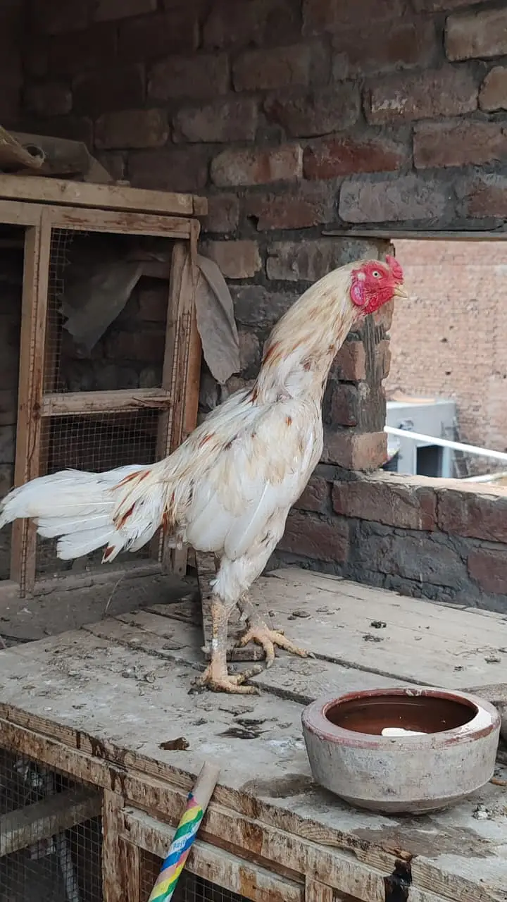 Aseel birds for sale — photo 6