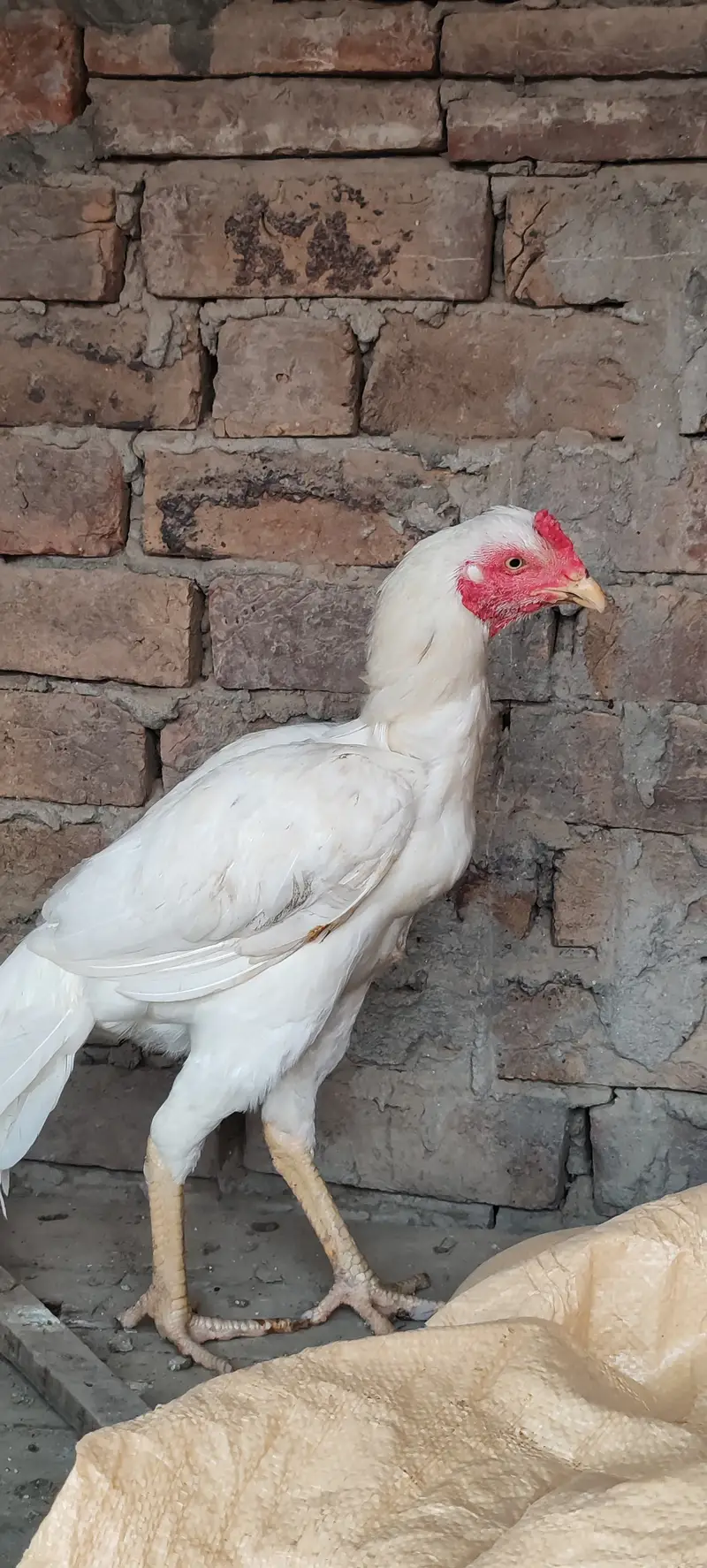 Aseel birds for sale — photo 8