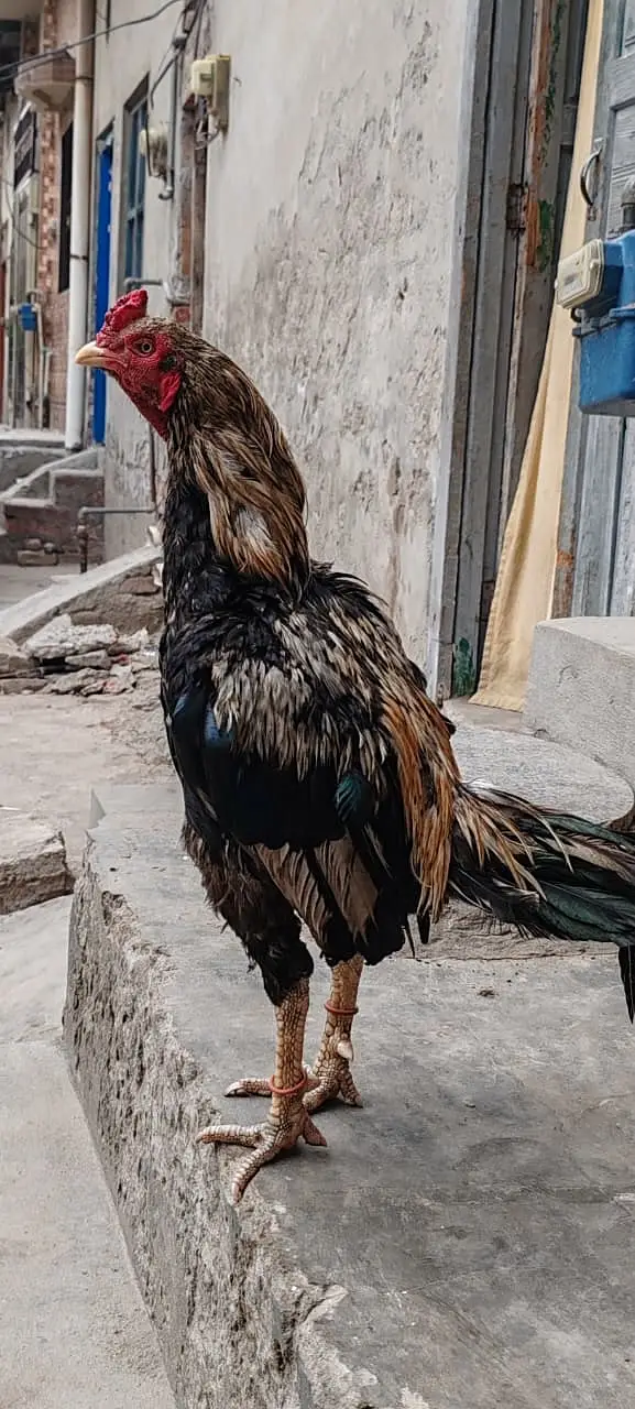 Aseel birds for sale — photo 9
