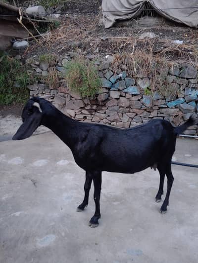 Beautiful 2-Year-Old Bakri for Sale in Abbottabad – Rs. 55,000
