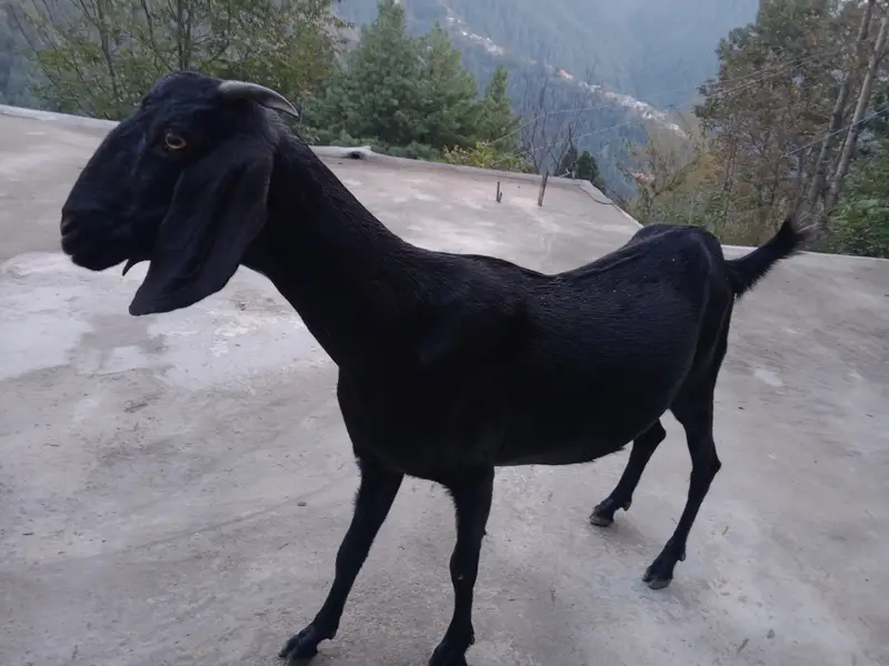 Beautiful 2-Year-Old Bakri for Sale in Abbottabad – Rs. 55,000 — photo 2