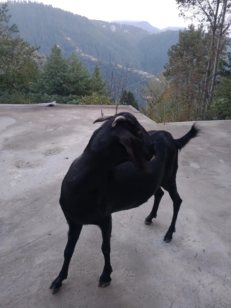 Beautiful 2-Year-Old Bakri for Sale in Abbottabad – Rs. 55,000 — photo 3