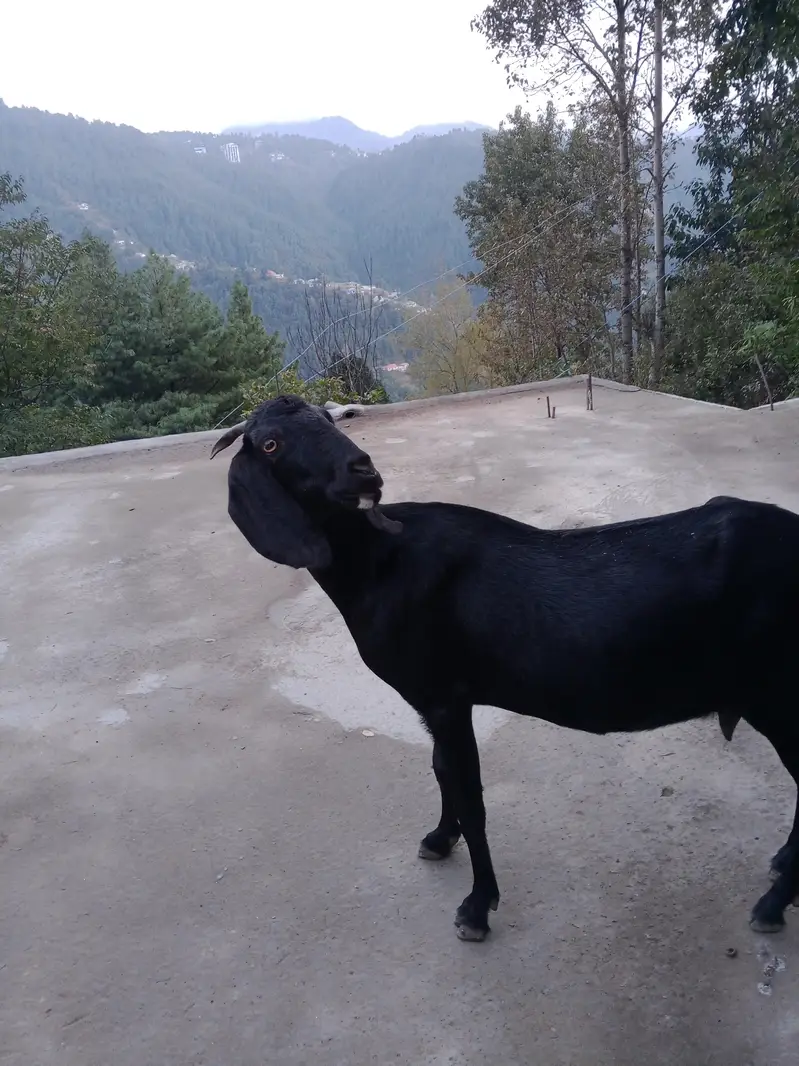 Beautiful 2-Year-Old Bakri for Sale in Abbottabad – Rs. 55,000 — photo 4